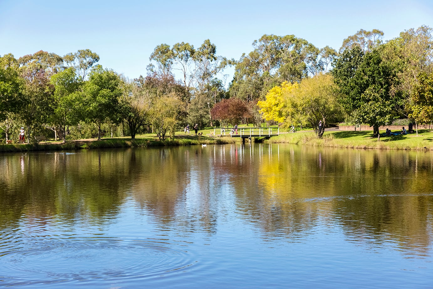 Park and lake in Hornsby NSW