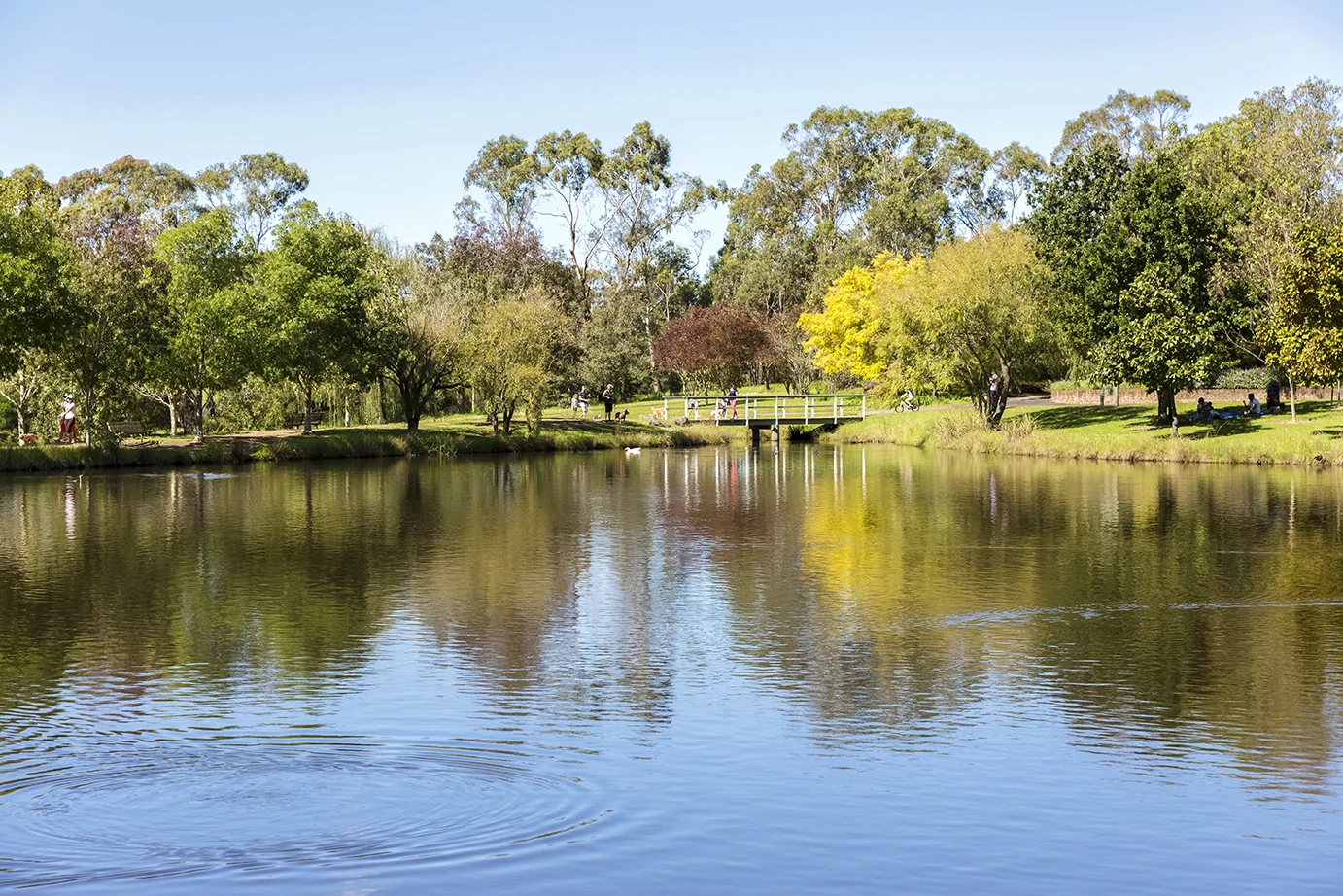 Park and lake in Hornsby NSW